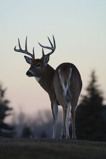 This nice buck was photographed on a Montana field in December; it only appeared on the edges after sunset.
